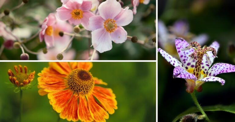 Tired Of Mums? Grow These Fall Flowers Instead