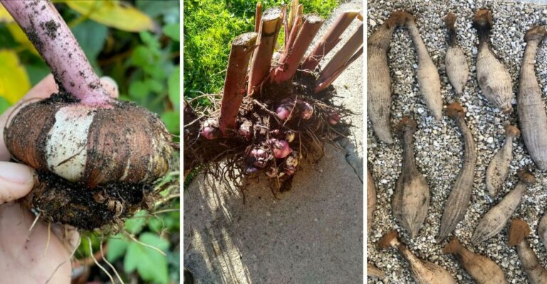 The Tender Bulbs Virginia Gardeners Should Dig Up Before Winter