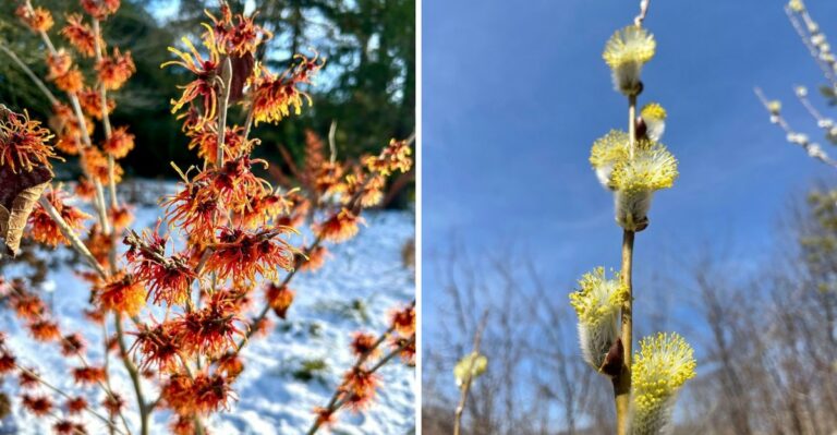 Winter-Blooming Shrubs To Plant In Pennsylvania This Fall