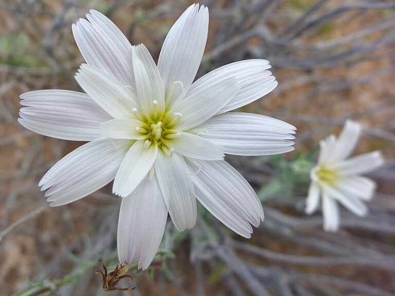 Arizona Gardeners Who Sow These Wildflower Seeds in November Get the Best Spring Blooms
