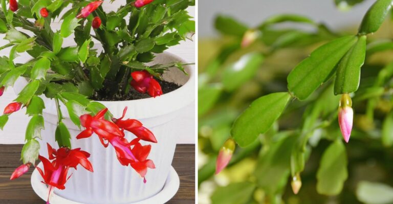 Many Georgia Christmas Cactus Plants Bloom On A Different Holiday’s Schedule