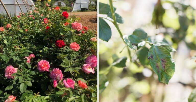The Early October Rose Task Texas Gardeners Often Skip