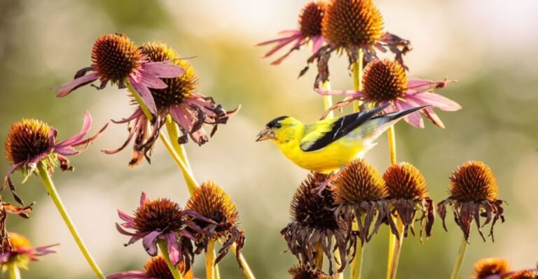 Spent Coneflower Heads In Your Indiana Garden Are A Winter Buffet For Birds