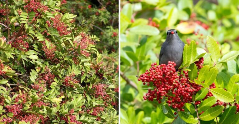 The Florida Shrub Birds Help Spread From Yard To Yard Without Homeowners Realizing It