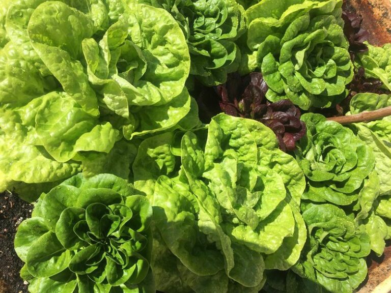 10 Arizona Cool-Season Crops You Sow in October That Keep Your Kitchen Stocked All Winter