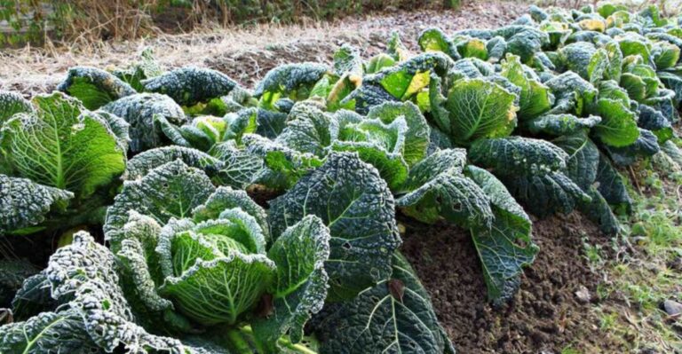 What Traverse City’s Coming First Frost Means For Tender Crops