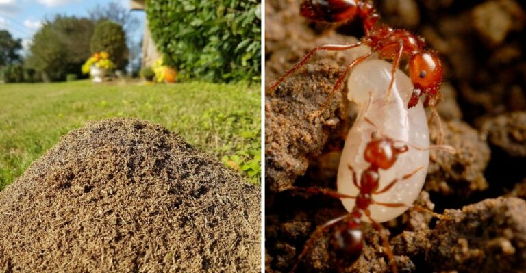 Those Fire Ants In Your Virginia Garden Beds Are Trying To Tell You Something