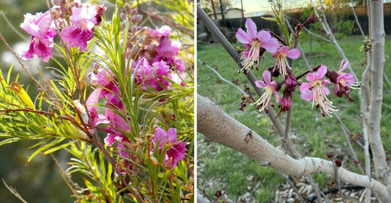 The Best Low-Maintenance Texas Trees That Need Almost No Water