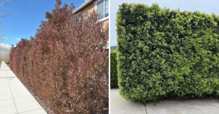 9 Easiest Privacy Plants To Grow In California