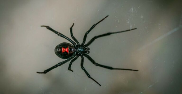 The Texas’s Most Dangerous Spider To Watch For This Fall