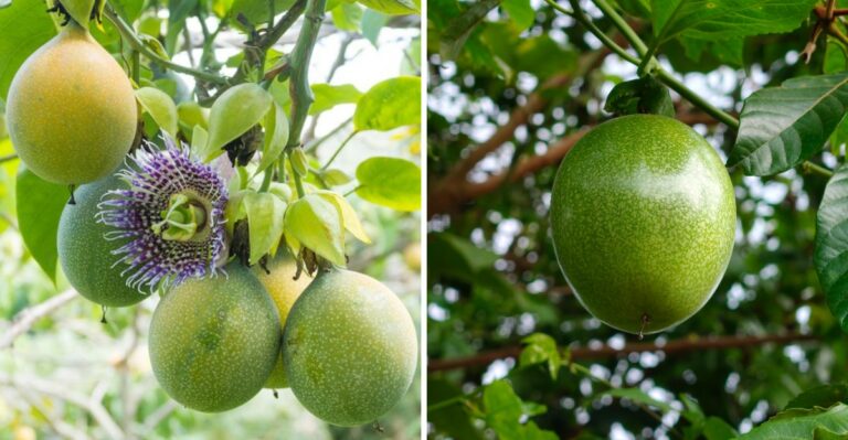 Egg-Shaped Fruit Hanging On Alabama Fences Right Now Is A Wild Snack With A Tropical Flavor