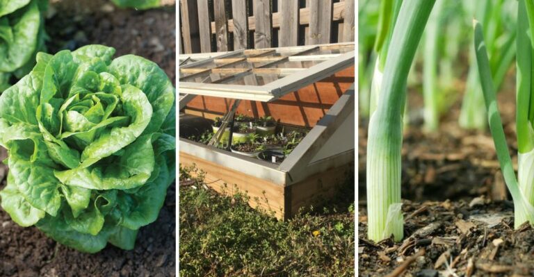 What To Plant Now For A Productive Winter Garden In Virginia