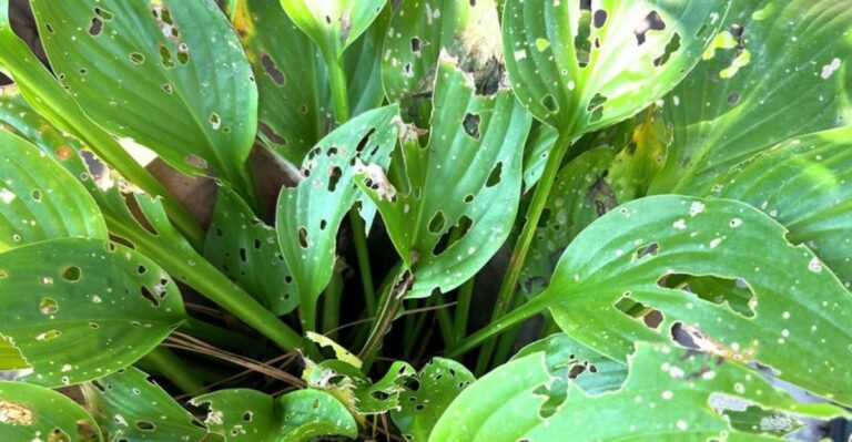 Check This After Heavy Rain Or Slugs Will Take Over Your North Carolina Hostas