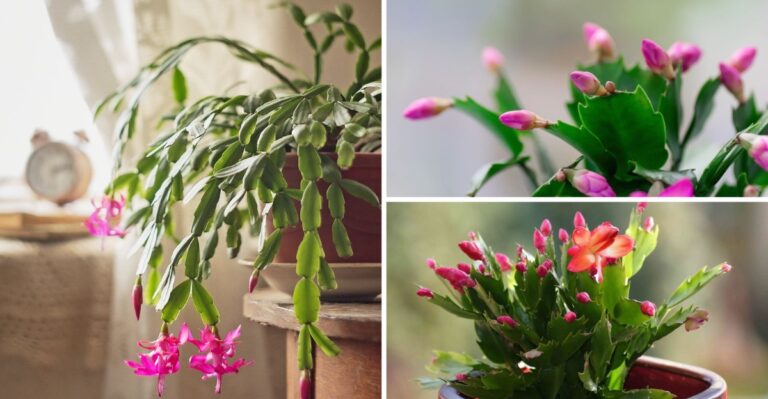 Your Christmas Cactus Needs These October Changes To Bloom On Time