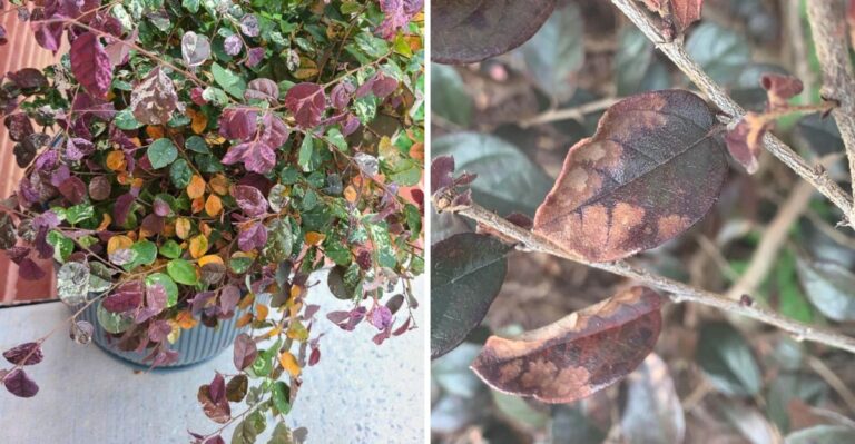 Orange Leaves Falling From Georgia Loropetalum Shrubs Are Not Always A Warning Sign