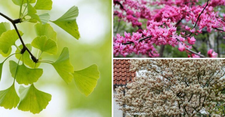 The Last New York Trees Safe To Plant Before Ground Freezes