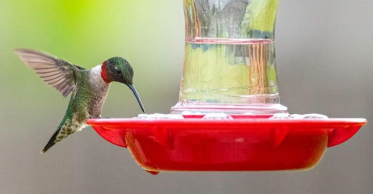 What To Do If You Spot A Late Hummingbird At Your Feeder This Fall