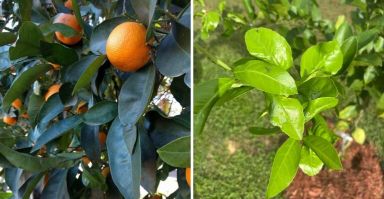 The One October Task That Determines How Well California Citrus Handles Frost