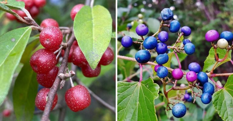 9 Common Foods That Are Illegal to Grow in Your New York Backyard