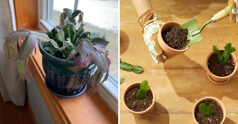 7 Reasons the Leaves On Your Christmas Cactus Are Turning Limp (And How To Save It In Texas)