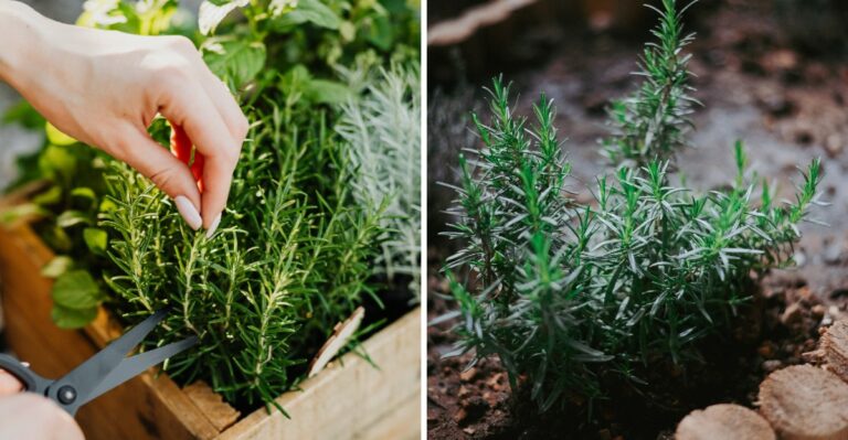 Rosemary Care Tasks Texas Gardeners Should Do Before October Ends