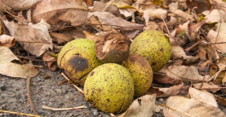 Black Walnuts Are Dropping All Over Ohio Yards Right Now – Here’s What To Do With Them