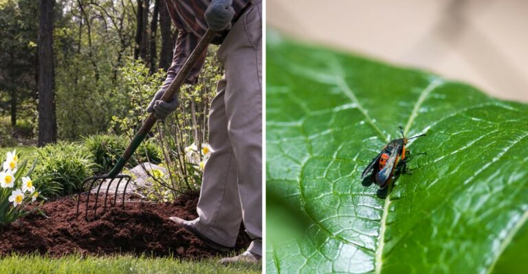 The Fall Garden Cleanup Mistake That Helps Pests Overwinter In Pennsylvania