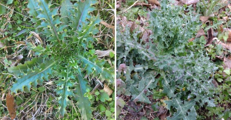 Spiny Rosettes Dotting Missouri Pastures Are A Noxious Weed