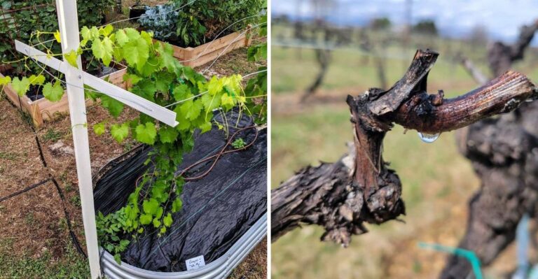 Overgrown Georgia Muscadine Vines Should Wait For Winter Before Any Serious Pruning