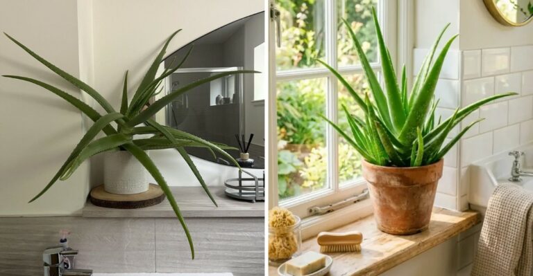 Is Your Bathroom Really The Best Spot For Aloe Vera? What Virginia Plant Lovers Should Know