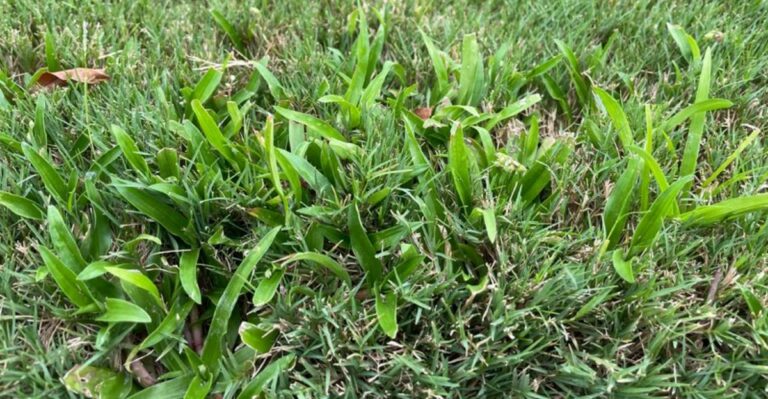 How To Stop Doveweed From Spreading Through Georgia Lawns Before Frost