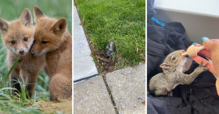 Wild Animals You Can’t Keep As Pets In Virginia, Even If You Found Them In Your Yard