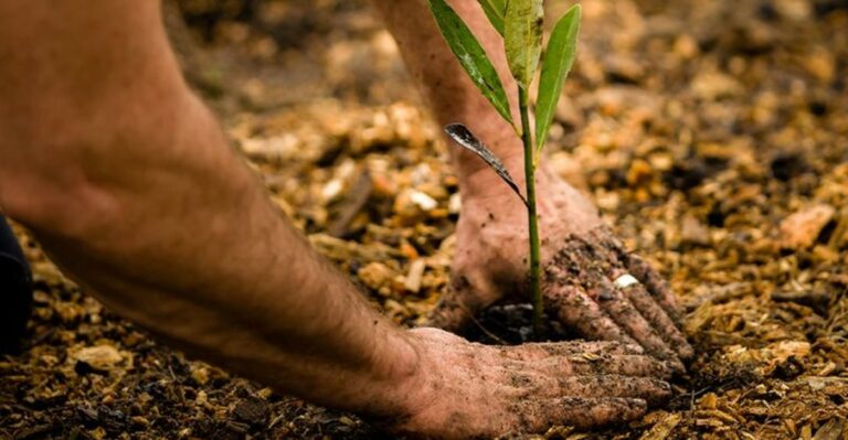 Is It Still Smart To Plant Trees In North Carolina This Fall After A Drought This Long?