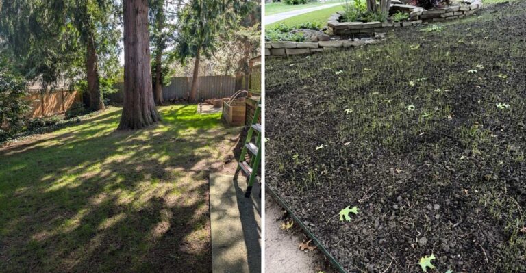 Why North Carolina Fescue Seed Struggles Under Heavy Tree Shade Even During Fall Seeding Season