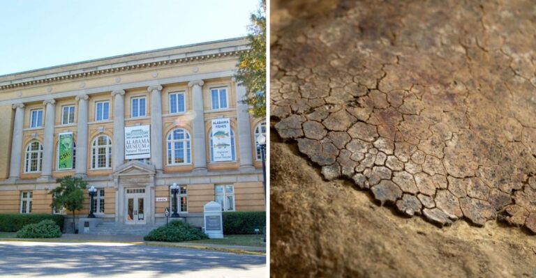 A Giant Fossil From The Dinosaur Age Sat In An Alabama Museum Drawer For 30 Years