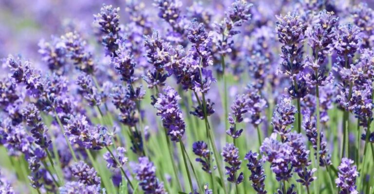 7 Things To Do For Your Lavender Before Winter Arrives In North Carolina