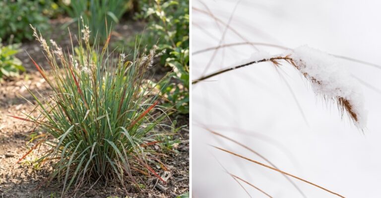 The Most Underrated Pennsylvania Native Grass For Winter Interest
