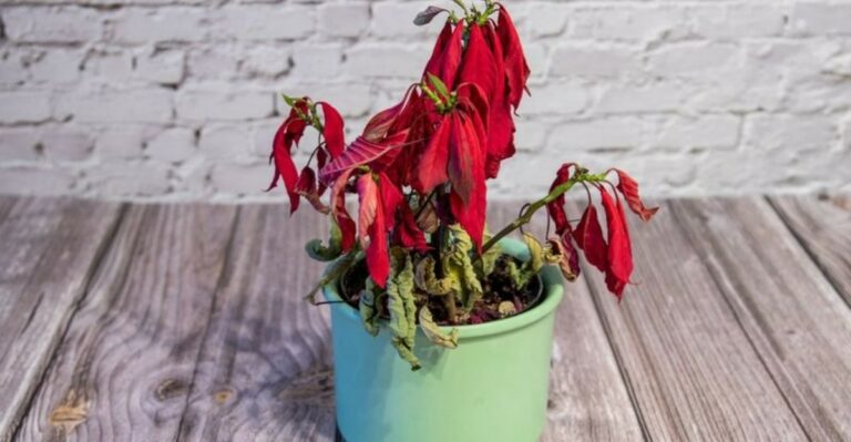 Why North Carolina Poinsettias Drop Their Leaves Days After You Bring Them Home