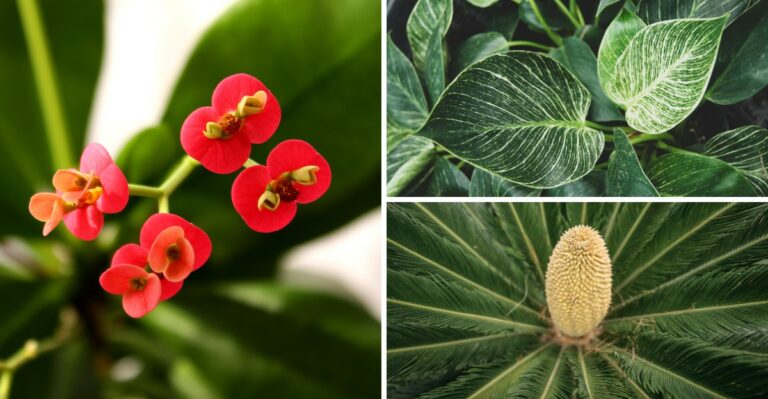 8 Unlucky Plants Floridians Should Never Bring Indoors
