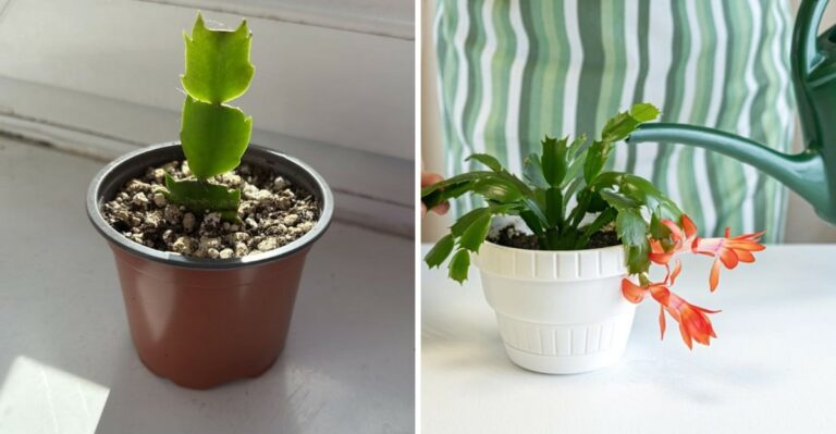 How Virginia Gardeners Can Get Their Christmas Cactus To Multiply Before Bloom Season