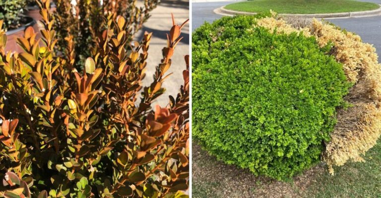 Why Your Virginia Boxwoods Turn Bronze Every Fall