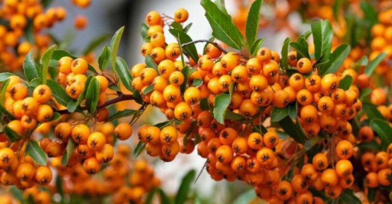 Fall Pruning Can Strip Georgia Pyracantha Of The Berries Birds Count On
