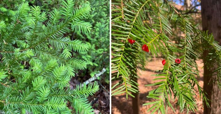 The Most Underrated Native Ohio Evergreen For Small Yards
