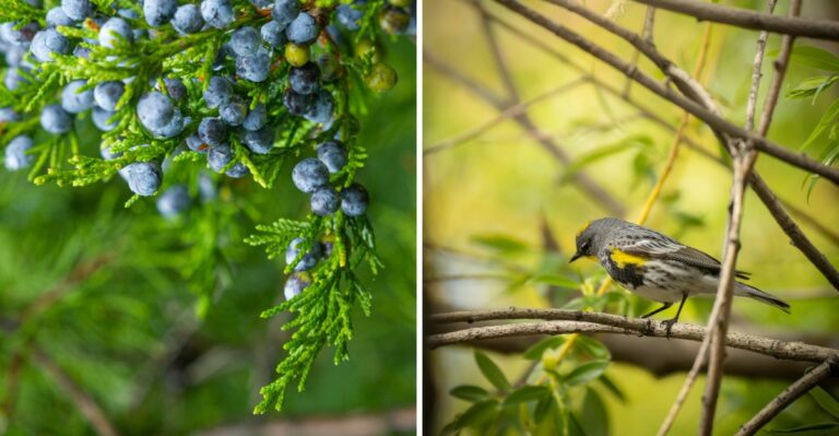 A Tiny Songbird Arriving In New Jersey Yards This Month Can Feast On Waxy Berries Few Birds Can Handle