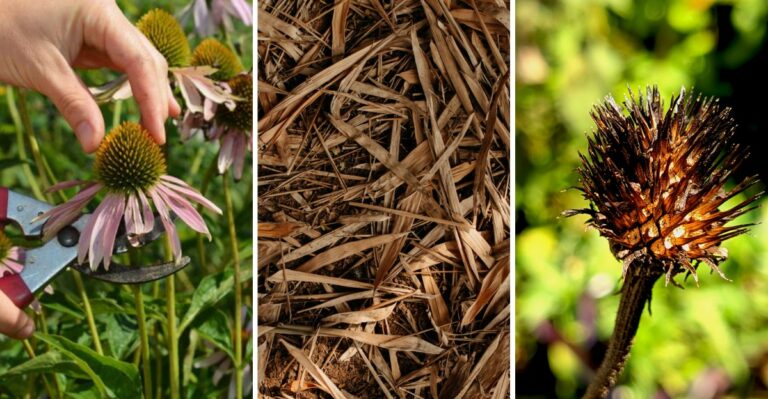 How To Prepare Virginia Coneflowers For Winter And Get Bigger Blooms Next Summer