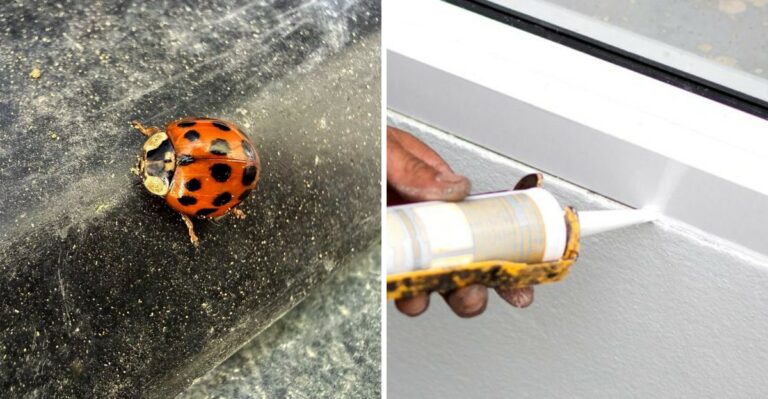 The Meaning Behind Finding A Ladybug Inside Your Ohio Home In Fall