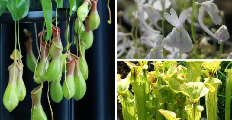 Grow These Carnivorous Plants On Your Windowsill