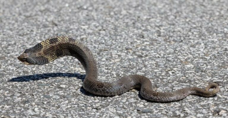 Why Georgia Gardeners May Spot More Eastern Hognose Snakes This October