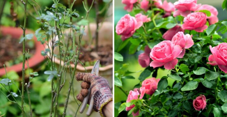 The One Rose Job To Do This October For A Stronger Spring Start
