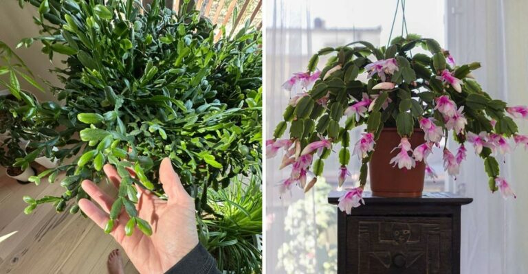 Help Your New York Christmas Cactus Fill With Buds This October